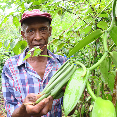 Anicet le Planteur de Vanille LAVANY Bourbon de Madagascar à Betavilona