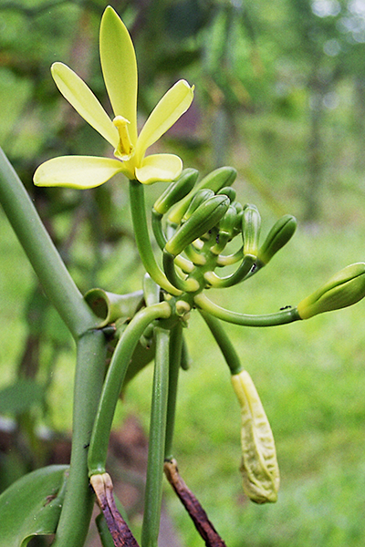 Fleur, bouton, jeunes gousses vertes de Vanille LAVANY Bourbon de Madagascar