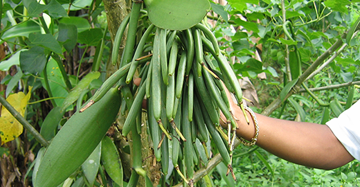 Grappe de Vanille verte LAVANY Bourbon de Madagascar