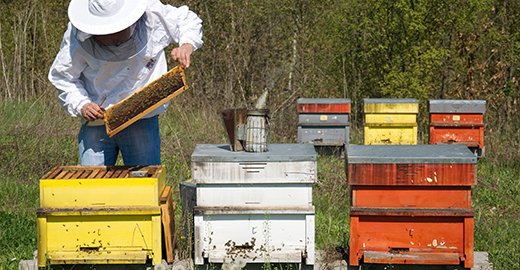 Rucher pour la pollinisation naturelle des fleurs