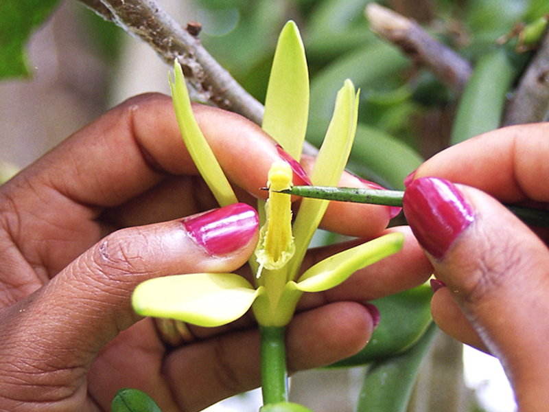 Pollinisation manuelle des Vanilles LAVANY Bourbon de Madagascar