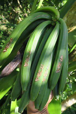 Calconi verdi con i chiari segni del sigillo del Planter di LAVANY Vaniglia Bourbon del Madagascar a Betavilona