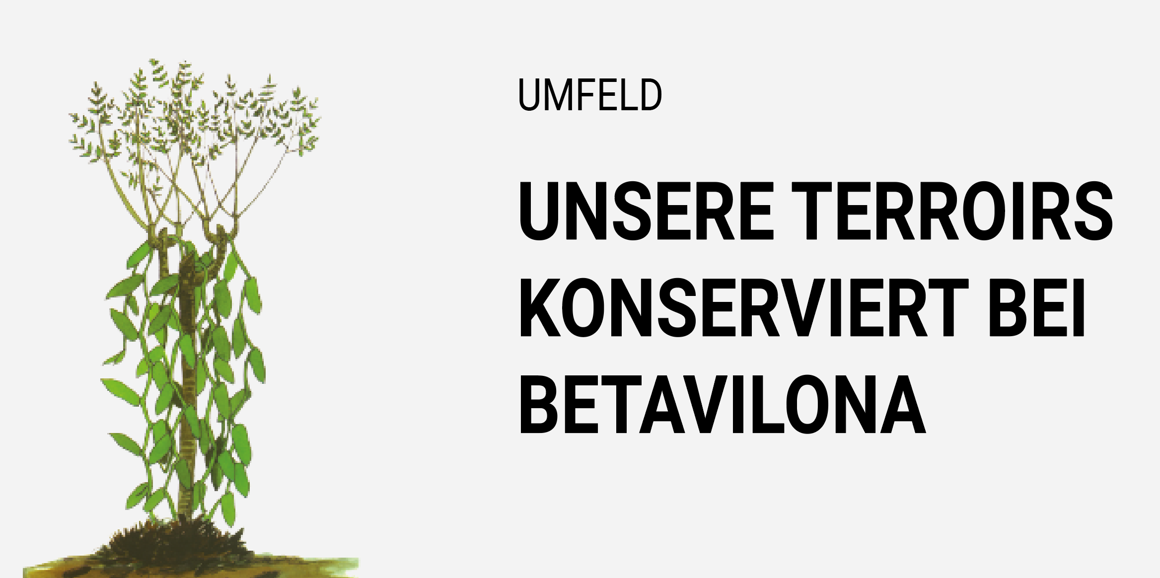 Umwelt - Unsere erhaltenen Terroiren in Betavilona in Madagaskar für die Kultur der Vanille LAVANY Bourbon de Madagaskar