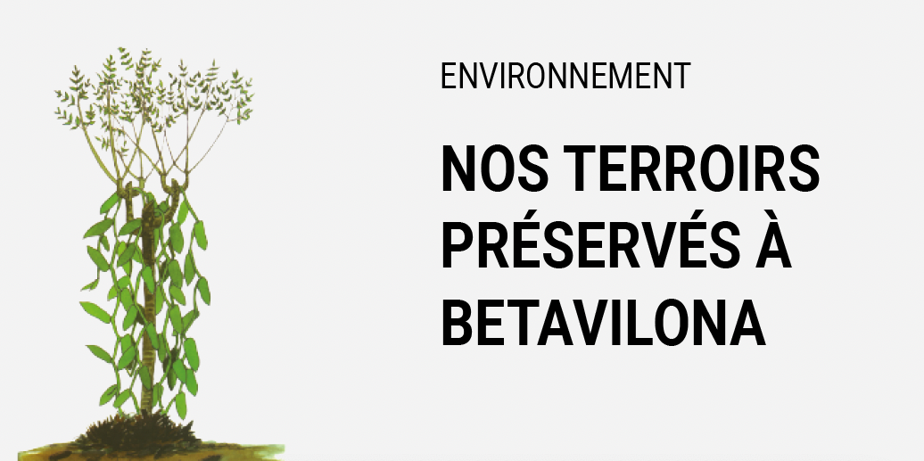 Environnement - Nos terroirs préservés à Betavilona à Madagascar pour la culture de la Vanille LAVANY Bourbon de Madagascar