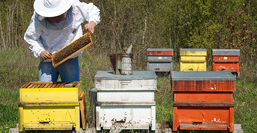 Apiaries for the natural pollination of flowers