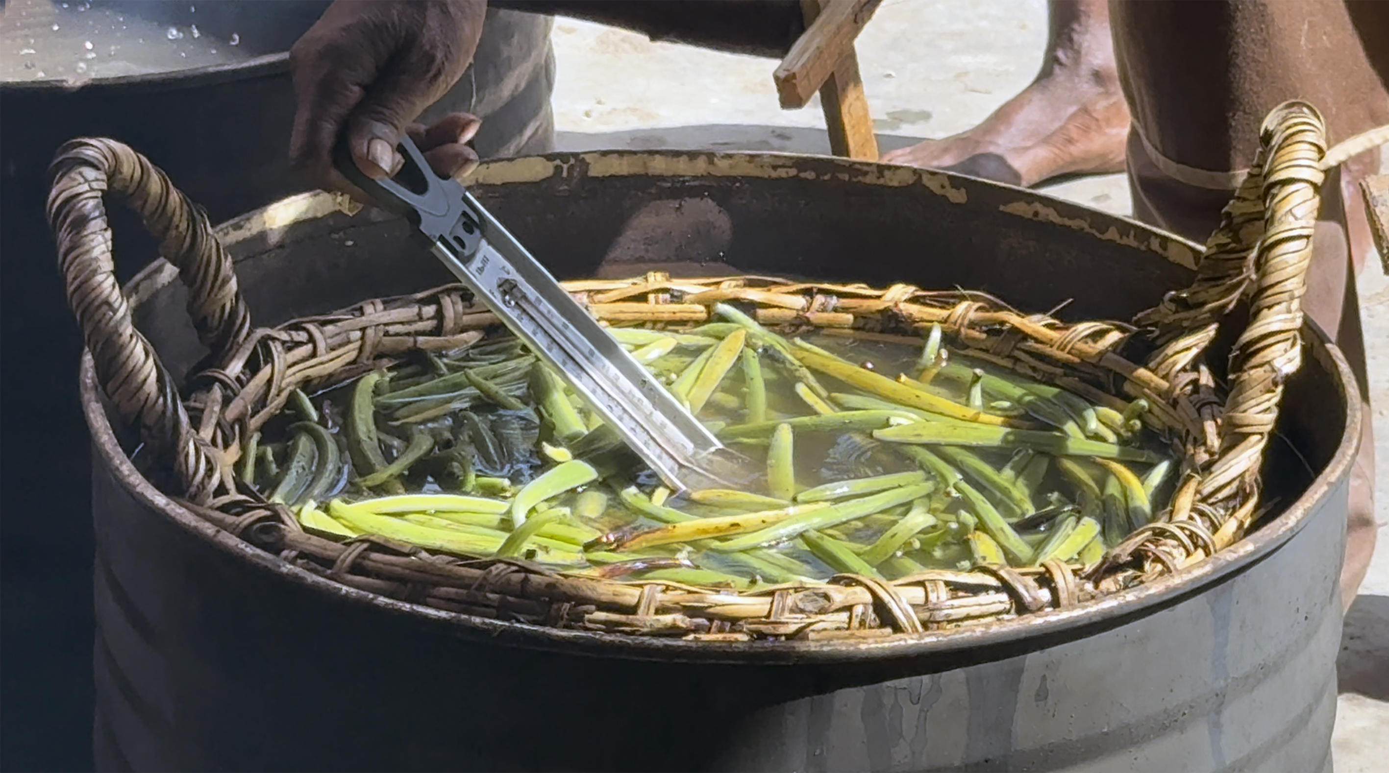 Echaudage des gousses de Vanille vertes LAVANY