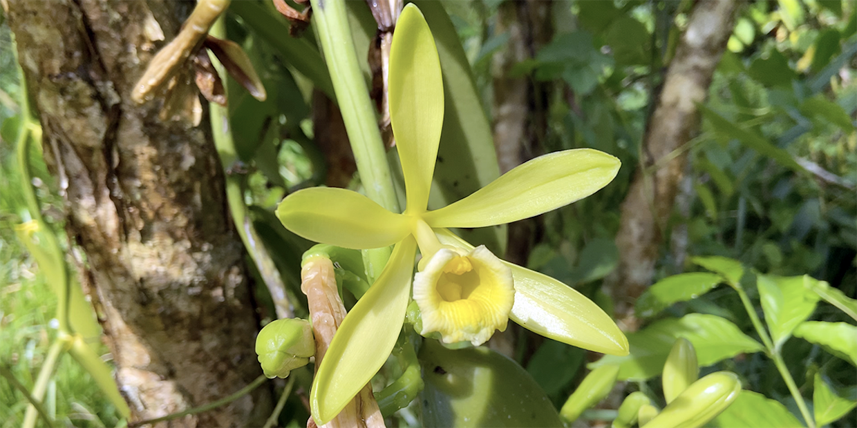 Fleur de Vanille LAVANY Bourbon de Madagascar fraichement éclose non fécondée