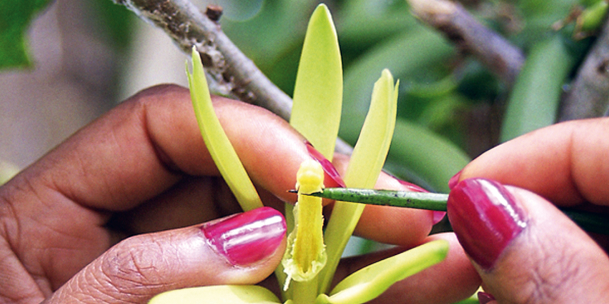 Pollinisation manuelle de chaque fleur de Vanille LAVANY Bourbon de Madagascar