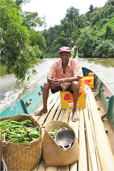 Trasporto con canoa della Vaniglia verde LAVANY sul fiume Ankavana