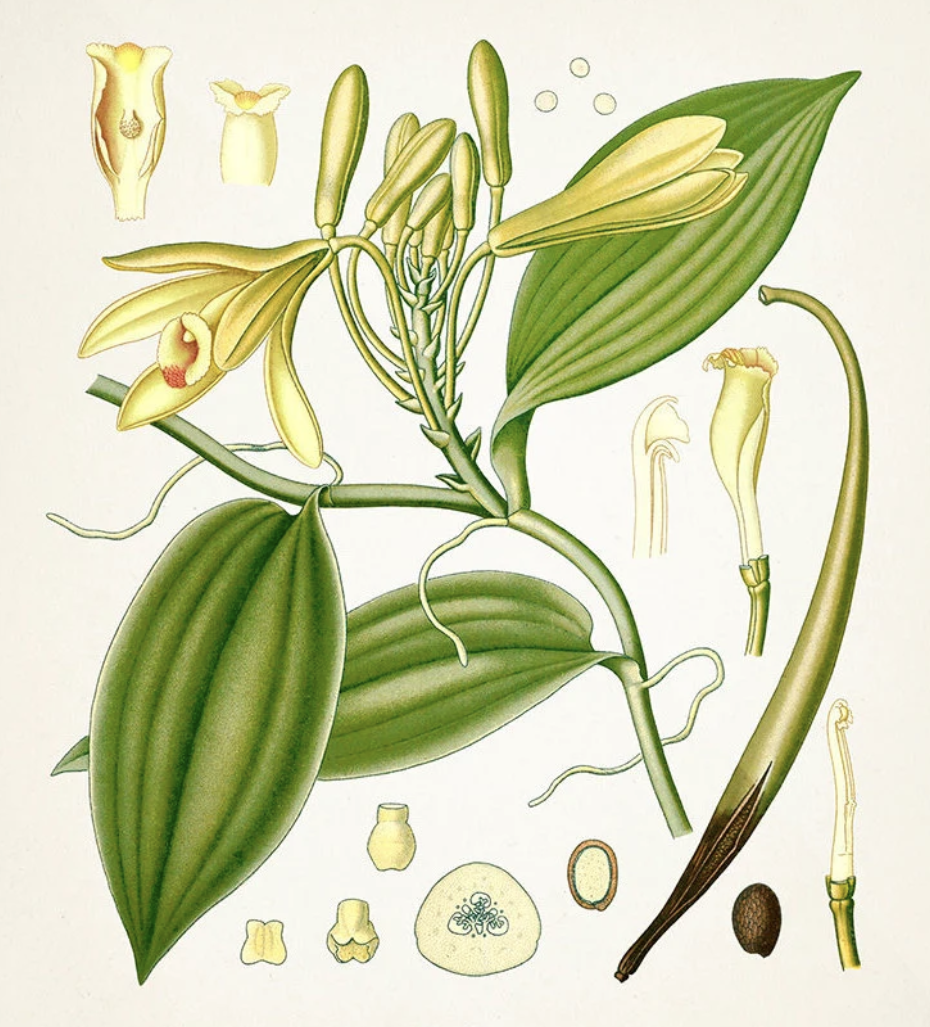 Botanical plate - Illustration from 1887