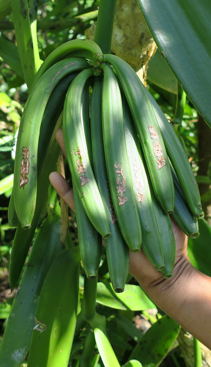 Tracce del sigillo della piantatrice Anicet JERA sui suoi baccelli Vanille LAVANY Bourbon dal Madagascar per evitare il furto nella piantagione prima del raccolto