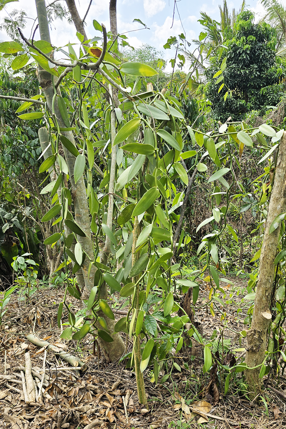 Giovane Vanillier a Plantation LAVANY nel bosco villaggio di Betavilona in Madagascar