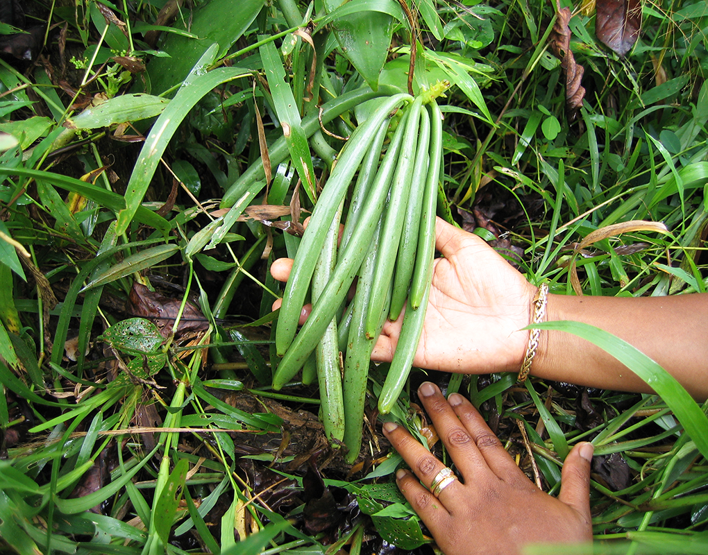 Young green pods of Vanille