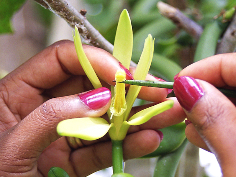 Manual pollination of LAVANY Bourbon Vanillas from Madagascar